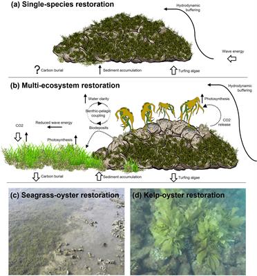 Frontiers | Multi-habitat seascape restoration: optimising marine